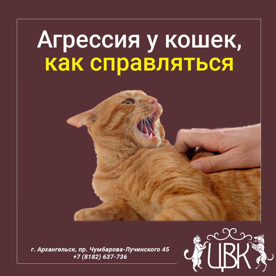 Агрессия у кошек — как справляться