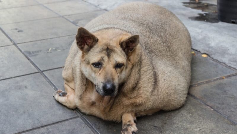 5 заболеваний, связанных с ожирением у собак. Симптомы, последствия и лечение