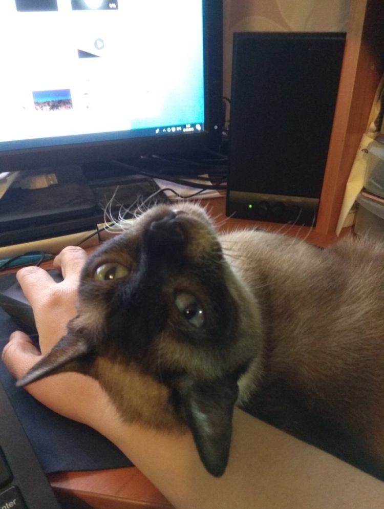 Рука хозяина отличная подушка)