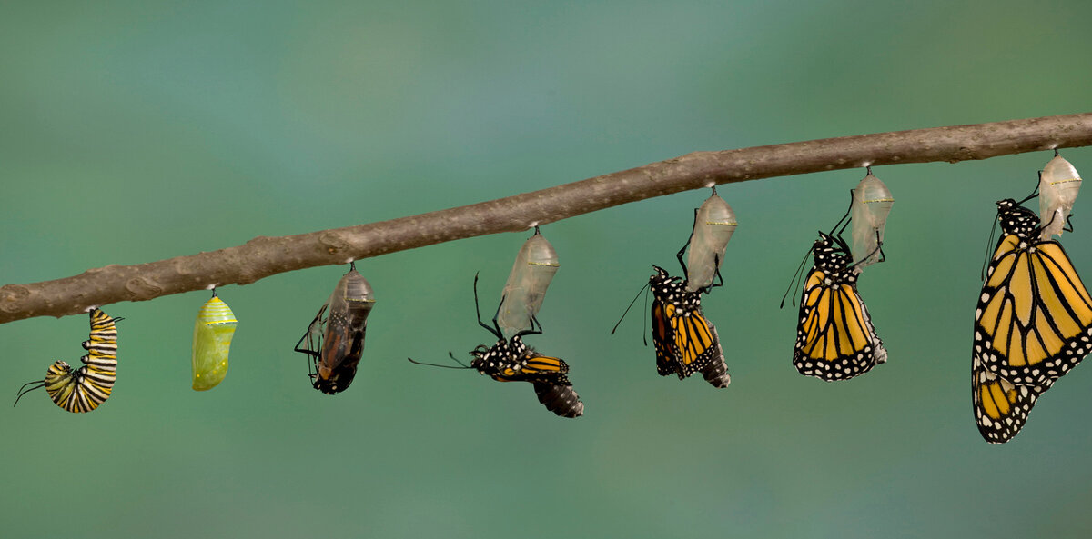 Гусеницы умудряются превращаться в бабочек без всякой психотерапии