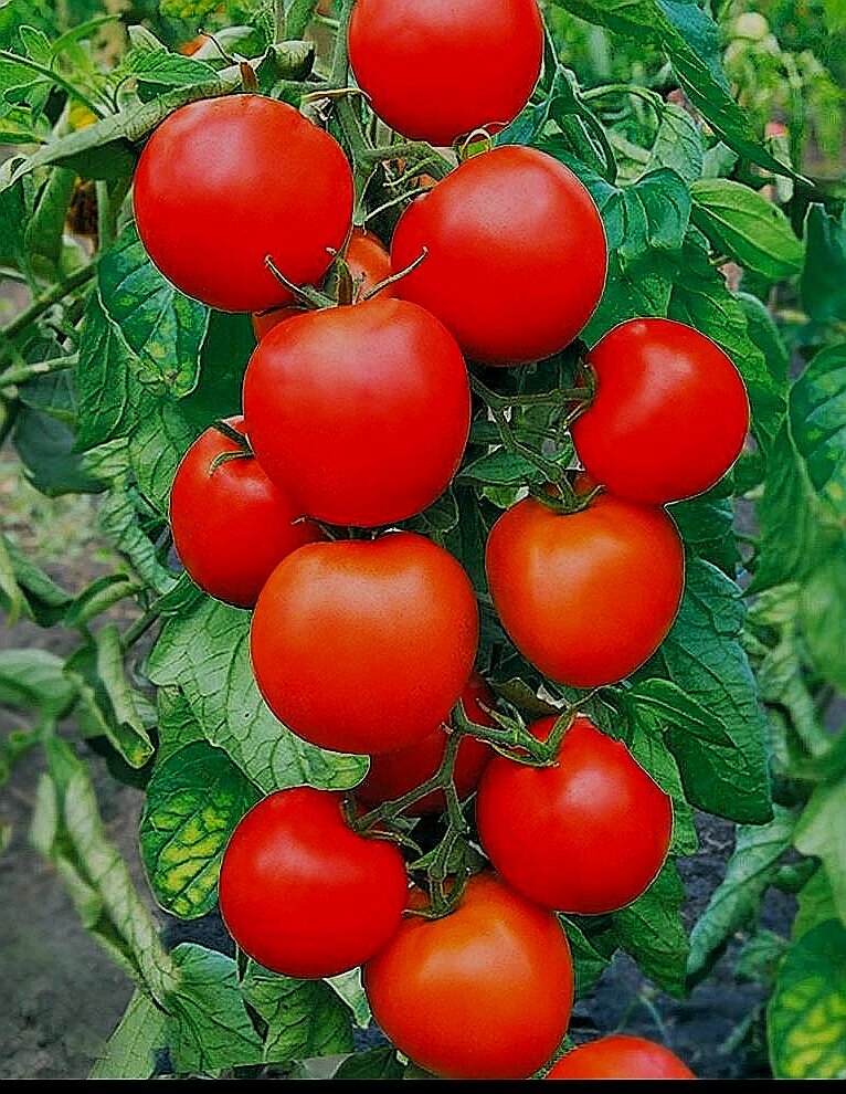 Помидоры на кусту