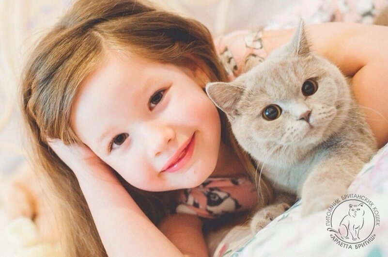 британская кошечка