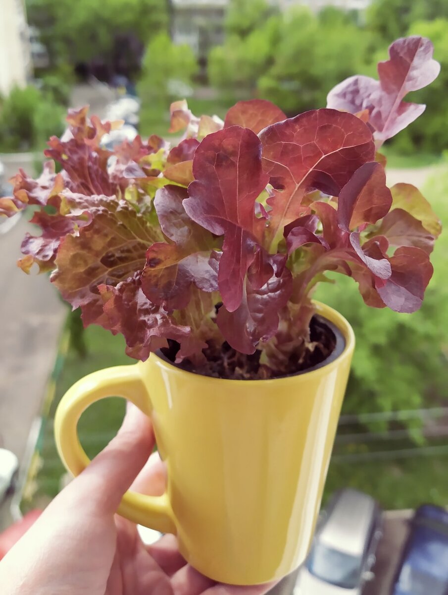 Такой необычный контейнер с салатом, кроме чисто пищевых и исследовательских  целей, украсит интерьер