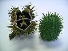 Плоды дурмана