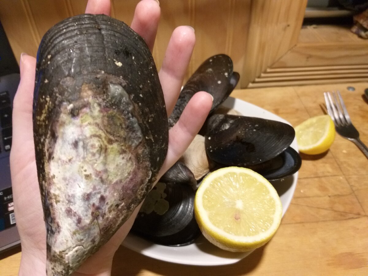 Размер мидий