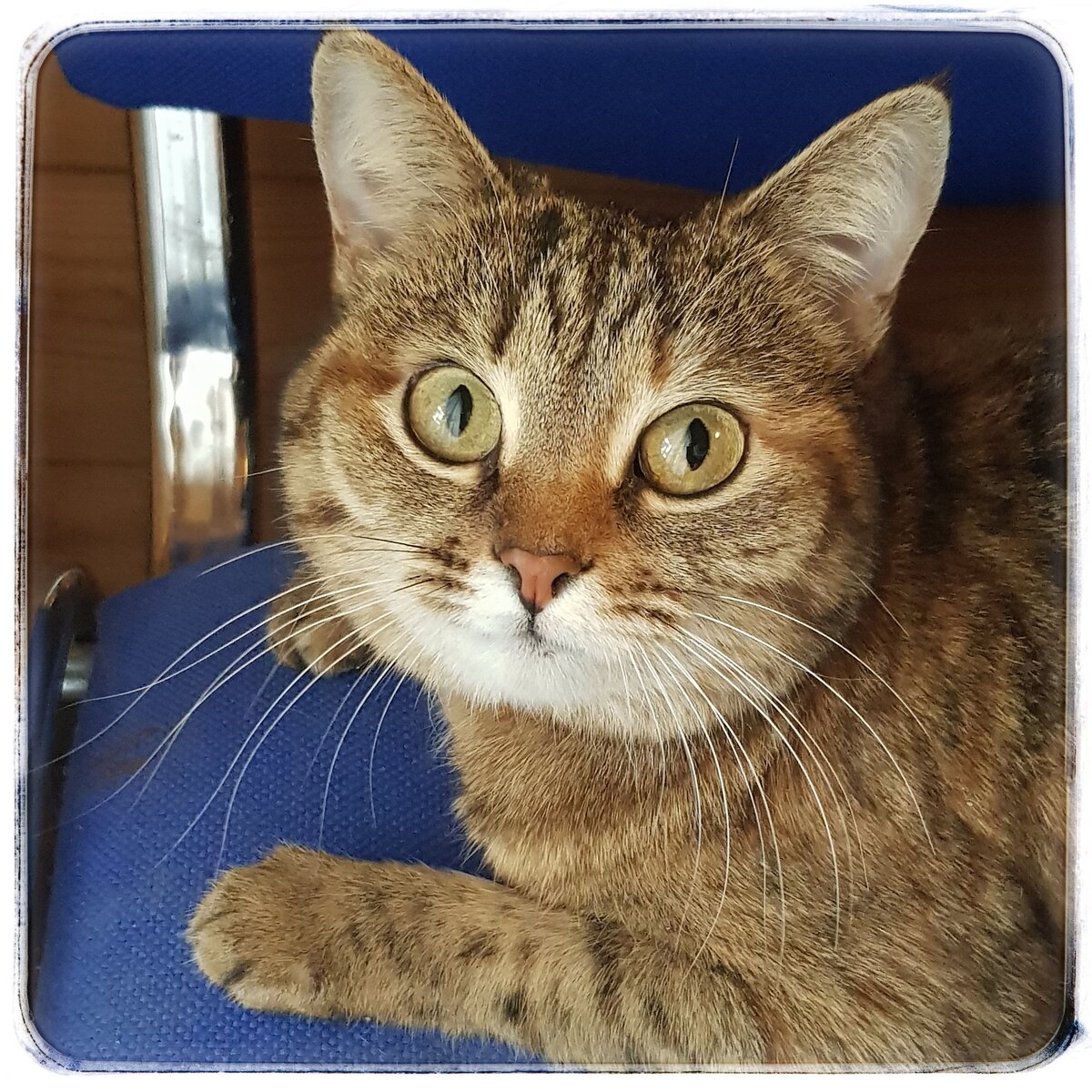 Наша красавица