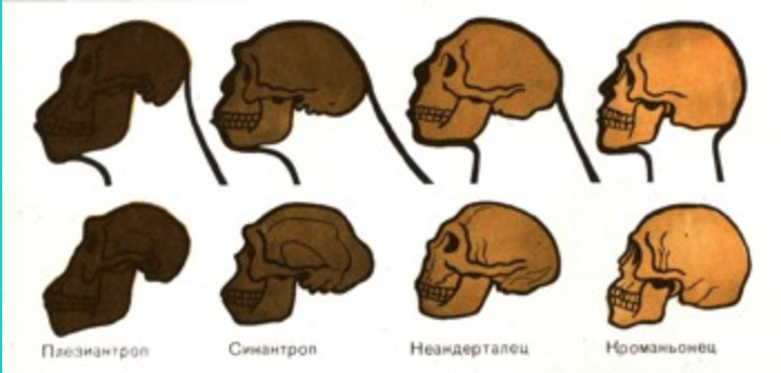 Мозг гориллы и человека. Мозг человека и обезьяны в сравнении. Эволюция мозга приматов. Формы черепа человека.