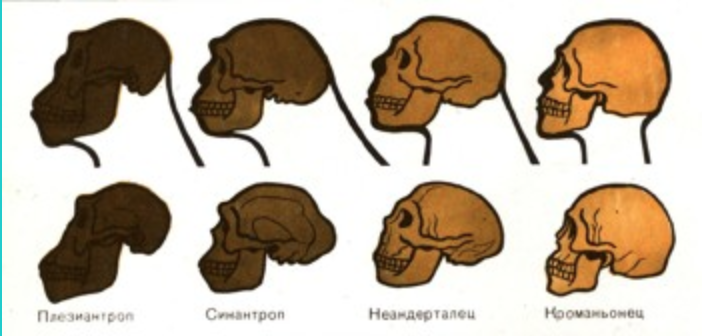 Головной мозг примата. Мозг человека и обезьяны в сравнении. Мозг гориллы и человека. Объем мозга приматов. Эволюция мозга приматов.