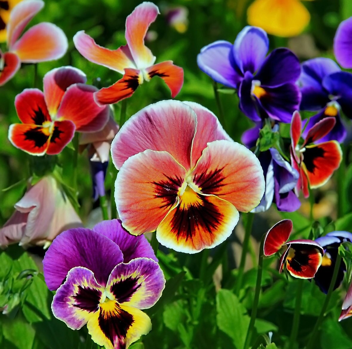 Канал Удачный Дачник. Подписывайтесь, поддержите автора лайком!