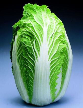 Napa cabbage