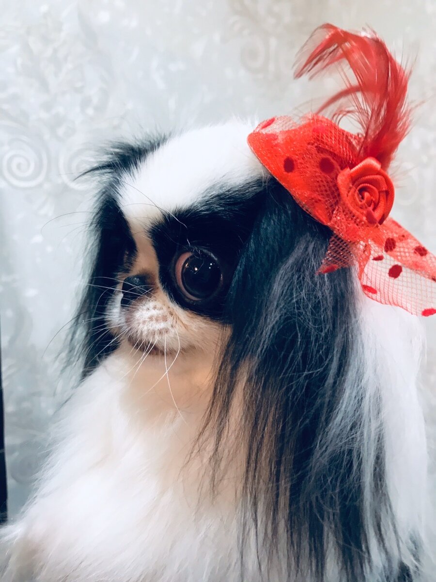 Японский хин питомника Arh Beauty (Россия) 