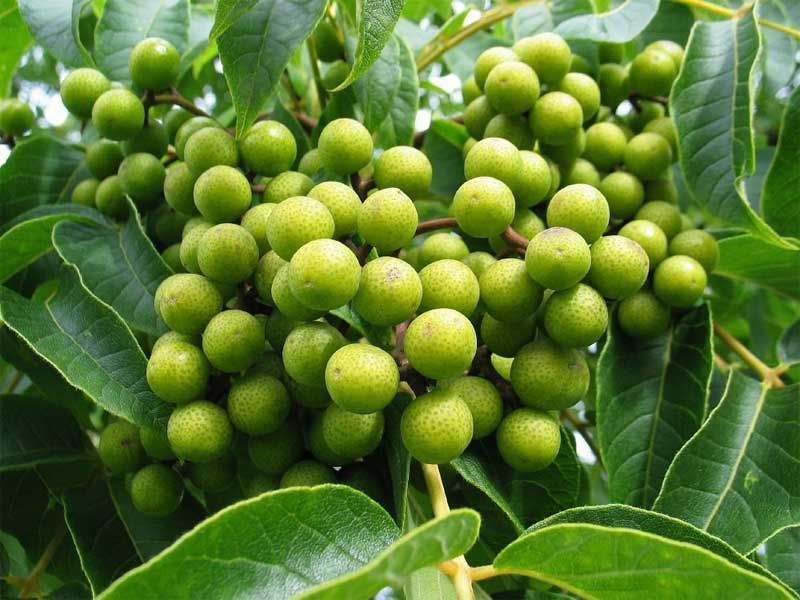 Борония анисовая. Ruta chalepensis. Плоды рутовых. Лимонная осина. Кустарник семейства рутовых 6 букв на ш.