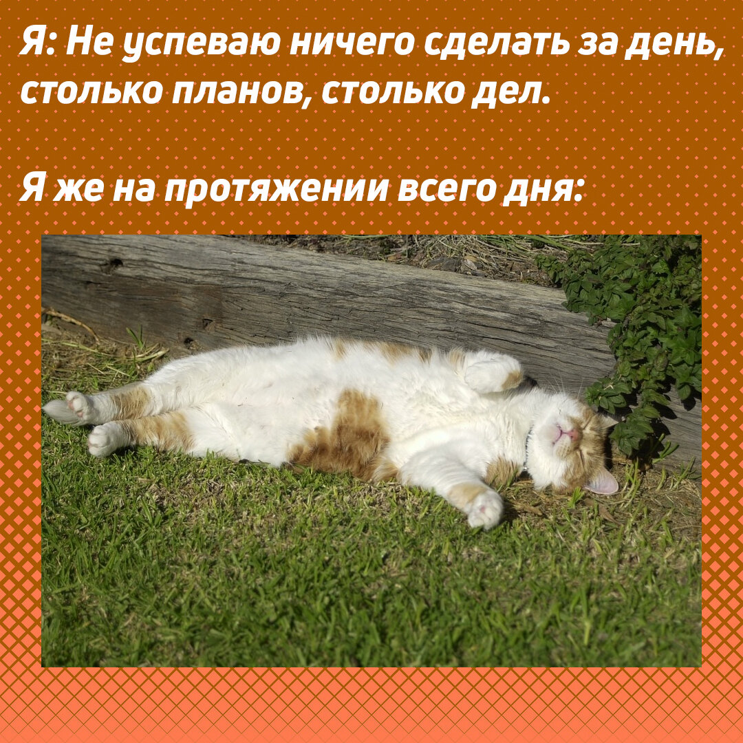 Ничего не успела сделать. Сроки горят ничего не успеваю кошка. Ничего не успеваю. Ничего не успеваю прикол