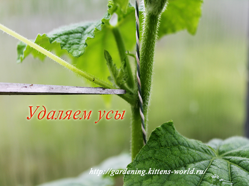 Формирование огурцов в теплице 