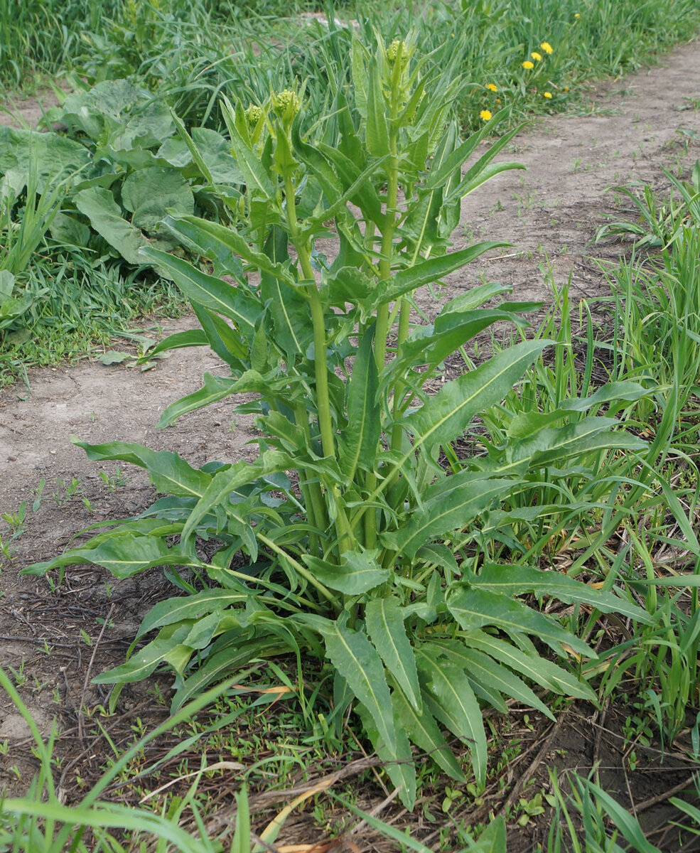 Свербига Восточная Bunias orientalis