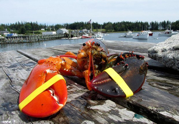 Источник: New England Aquarium