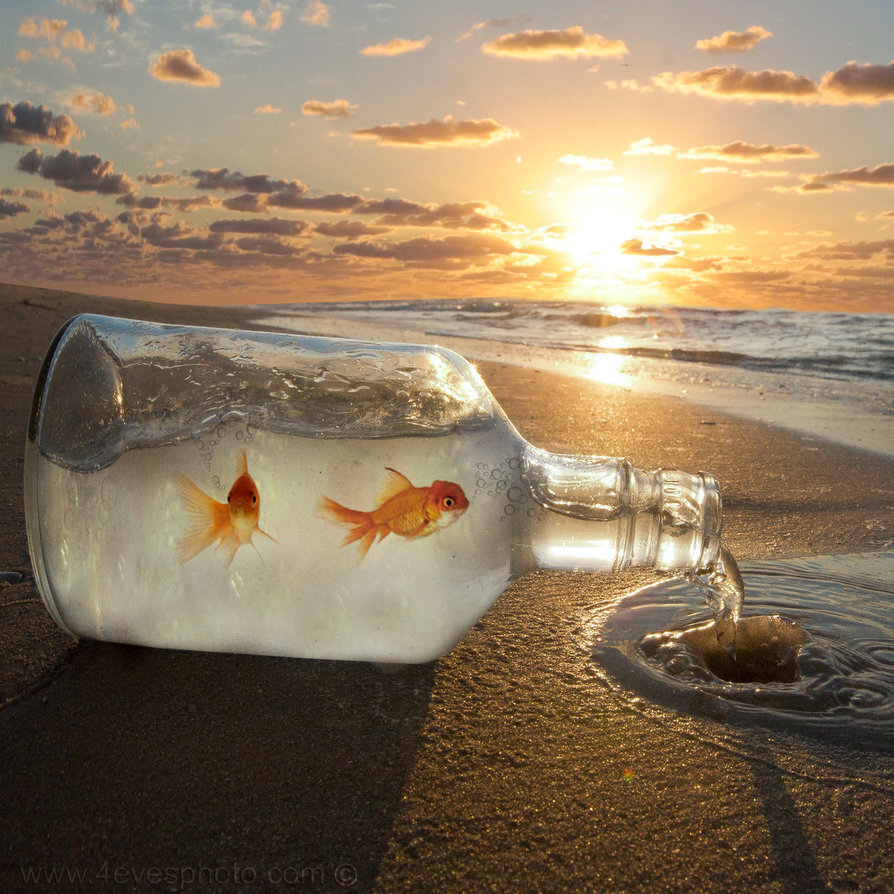 Ожидающие особенного. Золотая рыбка. Рыбки в море. Море в бутылке. Жизнь прекрасна и удивительна.