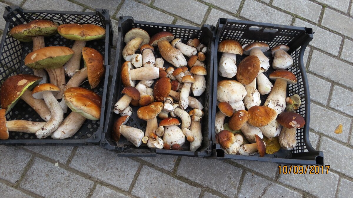 фото автора.Я -не профи, я только учусь!Самолет в 12 ночи, а в 6 вечера я за этими белыми сорвалась.На всю голову грибник...