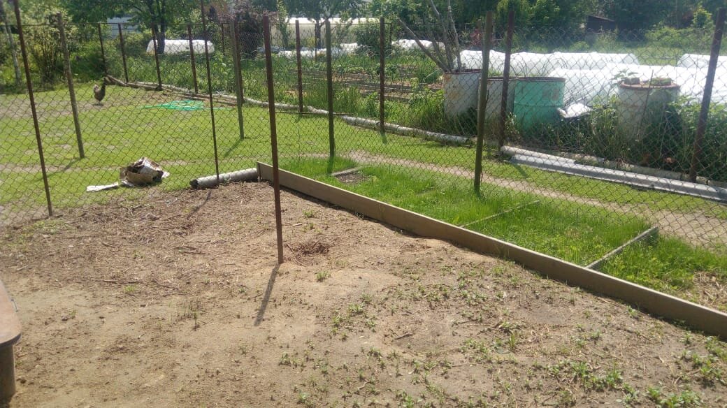 Куриная грядка