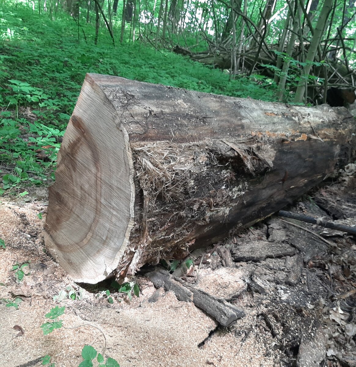 Нашли всё таки вековой дуб.