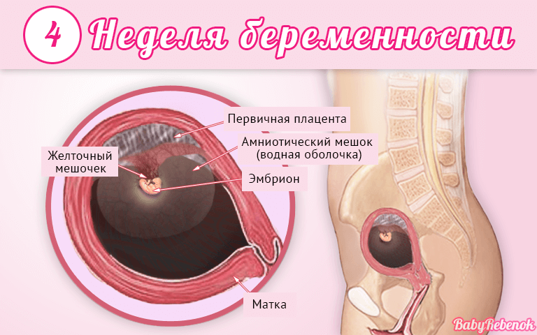 Внутриутробное развитие по неделям беременности