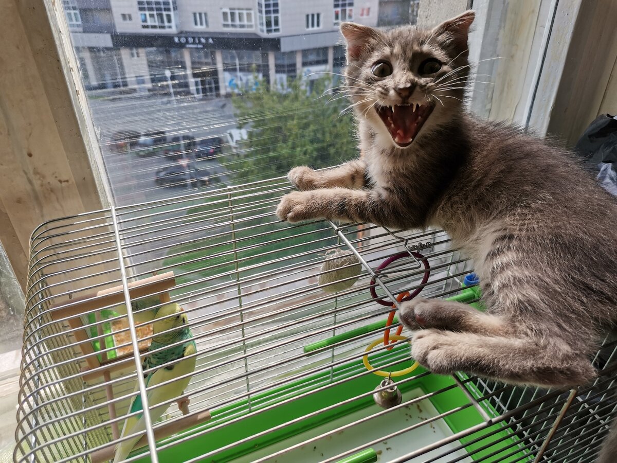 Непонятное существо "Лео" 