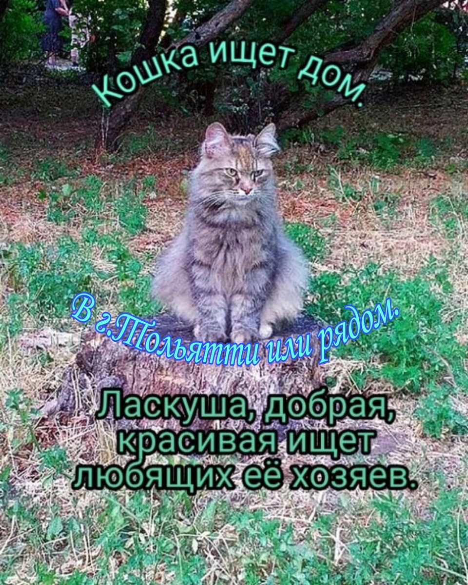 Когда иду на работу в 6 часов утра, она сидит на остановке и ждёт...😿Страшно,  когда в глазах кошки застывает обречённость... | Блоггер Лёва и К | Дзен