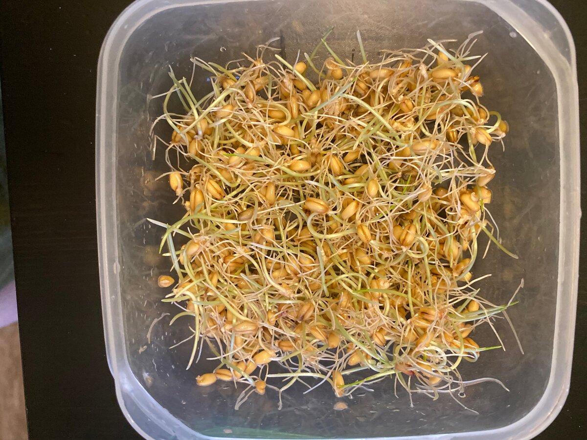 Проросшая пшеница