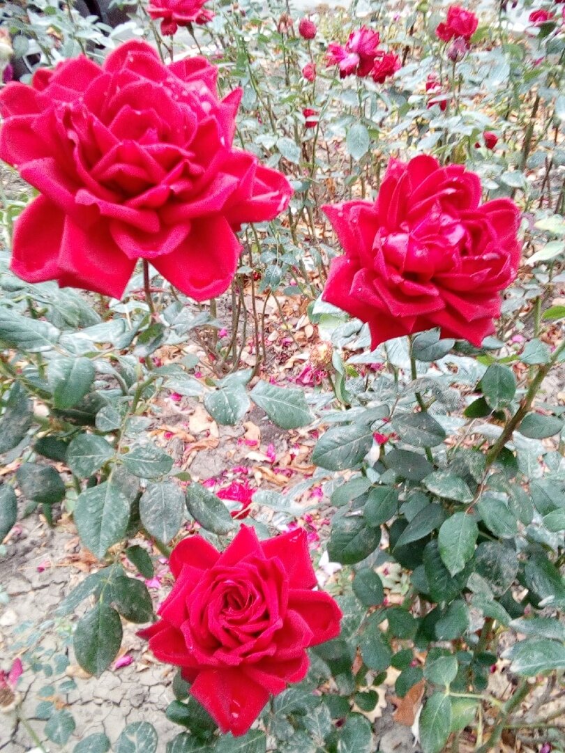 31.10.2020 
Магистра Октября - Полная Вторая Луна -
Голубой – зовётся Она…
Первая была - Луной УРОЖАЙЯ…
Лунный коридор - КИ ДЖАЙЯ….
Рассмотрим Этого Дня Чудеса -
Дабы пролилась Чаши РОСА АСА…
Поры Осени – Позолоты с проседью…

В период октября – ноября, а точнее с Полнолуния (Пурнимы) октября до Полнолуния ноября месяца - начинаются особые дни… Луна в это время пребывает вблизи созвездия Криттика (Плеяды – Звёздное Скопление – возле Глаза Тельца звезды Альдебаран). Священные писания называют месяц ДАМОДАРА – Дипа-Данам, поднесение горящих лампадок на ГХИ – исполнение Картика-врат… «Как огонь, хоть и содержащийся в любом древе, проявляется лишь после трения, так, без сомнения, и дхарма, хоть и содержащаяся в каждом благом деле, по-настоящему проявится, только если поднесён ДИПАМ»…

Сегодня КРИШНА танцует с Девушками Трёх Миров…
Праздник - ШРИ КРИШНА СА-РА-ДИЯ РАСА –ЯТРА….
Танцующие гопи и Кришна являли удивительную картину. Движения их ног, сплетение рук, движение бровей, улыбки, вздымающиеся груди и развевающиеся одежды пастушек, их подрагивающие серьги и украшенные цветами прически - все это в ритме танца и пения казалось похожим на облака, гром, снег и молнию. Тело Кришны походило на череду облаков, песни гопи звучали, словно гром, их красота сверкала, как молния на небесах, а капли пота на их лицах напоминали тающие снежинки. Так Кришна и гопи кружились в вихре танца….
Луна, словно охваченная страстью, стала наблюдать за танцем и застыла в изумлении… В эту оставляют ночь горшки со сладким рисом открытыми Свету Луны – что бы превратить Рис в Амриту…

И ещё одно Знамение из ДЕРЕВ ВЕД – Сегодня Господь ВИШНУ проводит первое поклонение ЛАКШМИ ПУДЖА… Открытие Новых - Идей, Путей, Средств и Речей – МАХА ЛАКШМИ ПУДЖА…

И обратим Взоры -
На Небес – Тройные Узоры…
Девушки Трёх Миров танцуют…
О НЕЖНОМ – ведут разговоры…

Голубая Луна Октября:
Тропическая система – в 7 градусе Тельца…
Градус Солнца и Овна. Искусство, красота, танец.
- "Самаритянка идет за водой к колодцу "
- Градус Меркурия. "Прекрасный белый лебедь плывет по ровной глади озера, по краям которого растут лилии, различные травы и замечательные дикие цветы".

Сидирическая - в 13 градусе Овна…
Градус Прозерпины и Овна.
- "Невзорвавшаяся бомба обнаруживает неудавшийся социальный протест".
- Градус Солнца. "Блестящий стальной крестообразный меч с яркой медной рукояткой; над ним - сердце из золота, из которого исходят потоки золотистого света".

Драконическая - в 17 градусе Водолея….
Градус Солнца и Льва.
- "Сторожевая собака на страже, защищая хозяина и его владения".
- Градус Луны. "Краб на треугольнике, повернутом вершиной вниз; над ним - две руки, напряженно борющиеся за лавровый венок".

ШУКЛА ПУРНИМА – Пятнадцатый День - Его природа называется Саумья Прада, что в переводе с санскрита означает "дарующий трезвость рассудка, четкость и ясность", "ведущий к состоянию расслабления, безмятежности и счастья". Шукла Пурнима курируется Чандрой. Любая деятельность, которая как-то соотносится с Чандрой (Манас, развитие сознания, медитация, мать, эмоции и т.д.), крайне благоприятна в этот день. Согласно же другому источнику, Брихат Самхите, за Пурниму отвечают ПИ-ТРИ. В ведической традиции ПИТРИ - это духи ушедших предков, почитание Питри….
ЧИ-ТРА НИТЬЯ… Нитья (что означает «Вечность») ЛАЛИТЫ и представляют пятнадцать лунных дней растущей Луны… В сущности, Нитья – это Калачакра, или Колесо Времени. ЛАЛИТА или ТРИПУРАСУНДАРИ – это шестнадцатый день с ее пятнадцатью аспектами. НИТЬЯ – это гласные буквы санскритского алфавита, и они идентичны и времени, и пространству… В центре мира есть МЕРУ, снаружи этого мира – семь океанов, и выше всего этого – Калачакра, или Колесо Времени, которое движется по часовой стрелке силой Иччха (ВОЛЯ) Шакти. Этот круг разделен на 12 «спиц» (лучей), и планеты находятся внутри этого. ЛАЛИТА находится на Меру, в то время как 14 Нитья от Камешвари до Джваламалини обитают на семи островах и в семи океанах. ЧИТ-РА, пятнадцатая Нитья, занимает высшее Пространство или Парамавйома. 15 Нитья – это части тела или лучи Лалиты, которая сама суть чистое сознание без всяких примесей.
НИТЬЯ ЧИТРА - Ее имя означает «Разноцветная», и она одета в шелковые наряды разного цвета; у нее четыре руки, одна голова; она держит аркан, стрекало, и показывает две мудры – награждающую дарами и рассеивающую страх.
Сияет Хрустальный Дворец ЛУНЫ – Накшатра АШВИНИ -
Теософия: поляризация мира, отделение духовного мира от материального. Ашвины - буквально "обладающие конями" или "рожденные от коня" - божественные братья-близнецы, живущие на небе. Связаны с предрассветными и вечерними сумерками. На колеснице или стовёсельном корабле мчатся по небу в сопровождении Сурьи. Объезжают за день всю Вселенную, разгоняя тьму. Они знатоки времени, спасители, помогающие в беде, приносящие дары для ариев, "божественные врачи", "всезнающие", связаны с медом и с сомой. Изображаются юными, сильными, прекрасными, здоровыми, золотого цвета….

Пятнадцатый День Восьмого Солнечного Месяца - посвящен он одному из проявлений Венеры. Ардвисура Анахита – воплощение женственности, любви и красоты. Она – дочь самого Ахура–Мазды дарующая силы всему живому. А также одному из проявлений Божественного – и всех Благих Творений. Три потока вод – это также три спасителя мира. Этот день невидимыми нитями связан с тремя спасителями мира … Звезда трех потоков, звезда получения мистического знания, звезда Изиды, посвященная Ардвисуре-Анахите – Канопус. Звезда навигации, звезда, дарующая дождь. Находится в хвосте корабля аргонавтов АРГО – альфа Киля. Это одна из самых ярких звезд неба. Это звезда южного полушария. Вторая по величине после Сириуса. Служат ей Юпитер и Луна. Планета: Изида – высшая Луна.
Восьмой Солнечный Месяц - Этот месяц соответствует зодиакальному знаку Скорпиона, связан с природным и внутренним проявлением человека, смертью и преображением, мучительной борьбой с самим собой и очищением от скверны, которое никогда не бывает безболезненным. Именно с этим месяцем связан самый большой зороастрийский пост «Сожженный путь», призывающий каждого человека посмотреть на себя изнутри, увидеть свои пороки и отказаться от них, очиститься, умереть для греха и возродиться для благости. Изэд Апам–Напат. Это божество водной стихии, и само его имя переводится как «Сын вод». Апам–Напат (высший Нептун) олицетворяет собой стихийные проявления природы. Он – владыка скрытых, непроявленных сил водной стихии, в его власти находится течение тайных, невидимых глазу процессов. Он изливает на Землю космические воды, наполняя моря и направляя течение рек…

Кельтский Новый год и Велесова Ночь или Самхейн (Самайн)…. Откроются тропинки меж мирами и сам бог ВЕЛЕС, властитель перекрёстков, превратит каждую дорогу в дверь... Велесова Ночь – время промежное, когда свет с тьмой меняются местами…. Встреча Пяти на перекрёстке…

В Четырнадцатую СИЛИО Самосущной Луны –
Осенние ДЕДЫ – прощаются - Нет Черты…
В день Галактического Воина (Сатурн), ВАШАК КИБ с Ноосферным Космическим Змеем (Мальдек), ОШЛАХУН ЧИК ЧАН – Восьмой Ступени Красной Луны МУЛУК (Мерукрий) – Да будет явлен ИН-ДРЫ ЛУК…
И ПАДМАСАМБХАВЫ ДЗЕН - бдение – Могущества Веление –
«Моя РОЛЬ – завершить Дела Будды и украсить Землю Лотосоликими Цветами…
СВАМИ… СВАМИ.. СВАМИ…
Ментальный Электрон-Нейтрон в центре Земли - Я разряжаю….
НЕБО – СОЛЦЕ – ЛУНА – ЗЕМЛЯ – ТЫ и Я… - Благословляю…
Радио-РАСА - люди новой эпохи… Звук - их Бог. Музыка их Любовь.
Центр галактики говорит с ними на их языке....
На языке танца и музыки, на языке внутриядерного сердцебиения частиц.

ВАШАК КИБ - в КИБ была изготовлена первая свеча, и тогда свет появился там, где никогда не было ни Солнца, ни Луны.

Лоскуток Будды... КШИТИГАРБХА…
Алхимия удалась и ГХИ готово - янтарный (золотистый) цвет и приятный орехово-сливочный аромат.... Практиковать самадхи, рассеивая мрак неведения, словно зажженный в темной комнате светильник….


Будь!
Любовью и Красотой -Танцуй Мир …
Суть!

3S