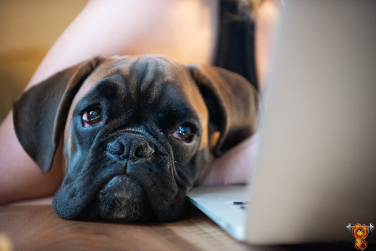 Немецкий боксёр - фото Olympic Mike