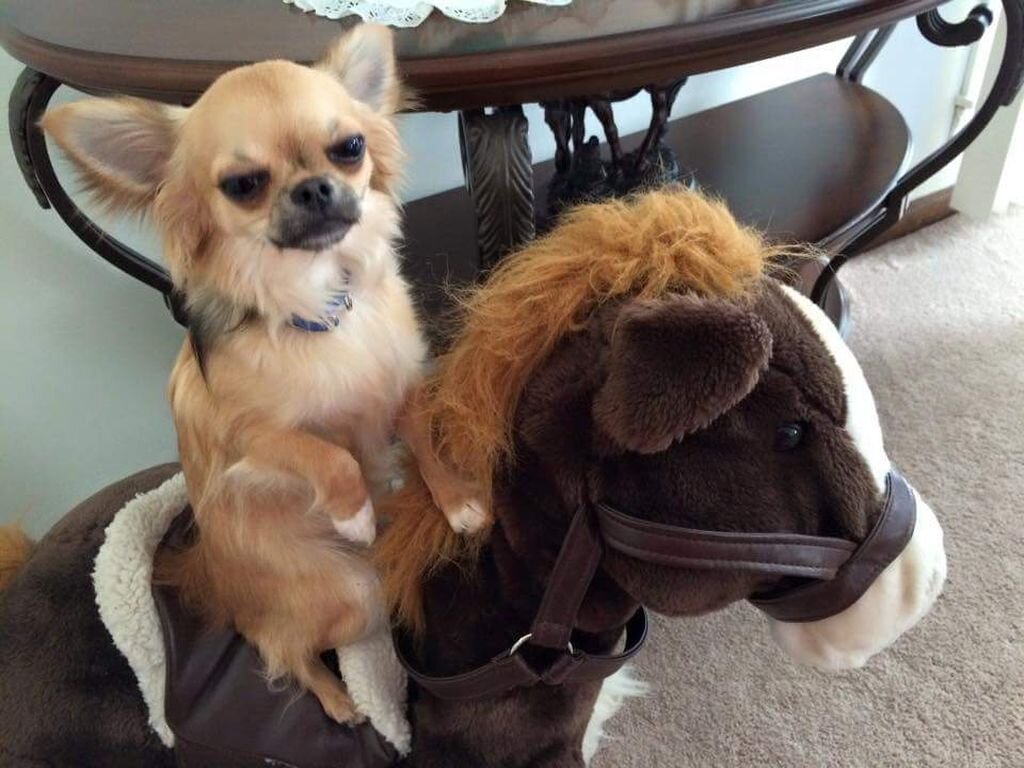 Селфи собаки. Угарные собаки. Прикол она собака. Собака улыбается. Смешные фото животных с надписями.