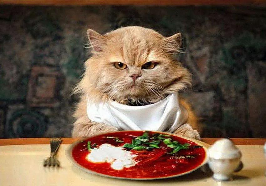 Кот кушает картинки