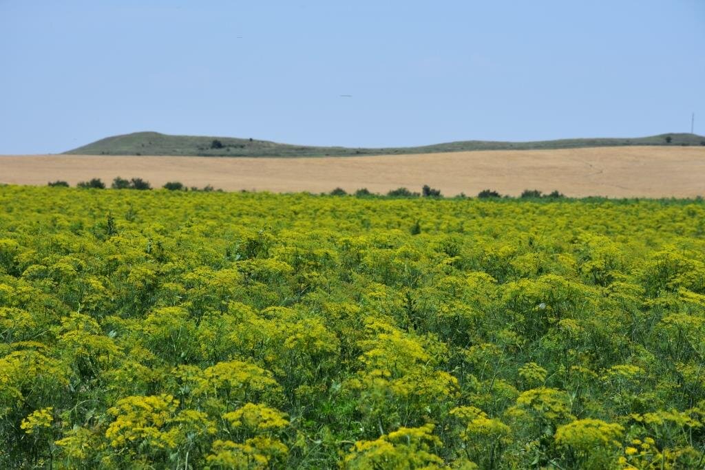 Фенхель. с.Крымская Роза. НИИСХ Крыма