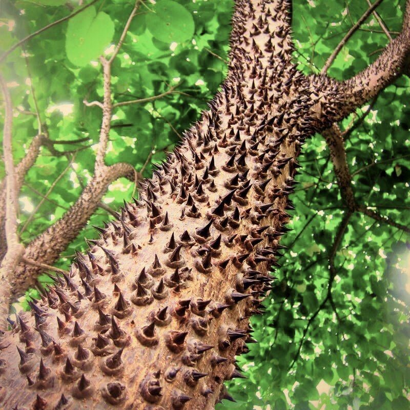 Дерево панк