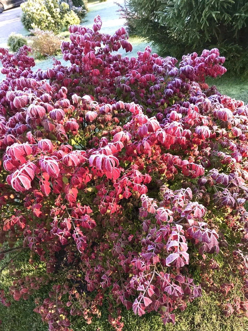 Красавец бересклет