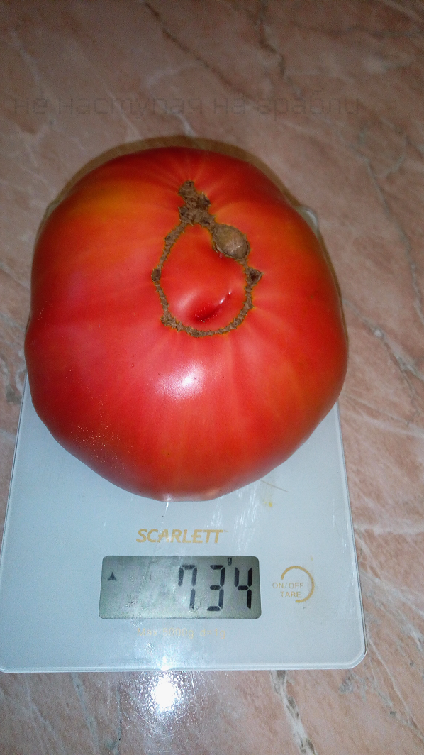 Томат "Хлеб Да Соль"