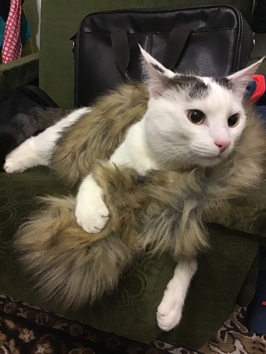 У Чеси жизнь богаче моей