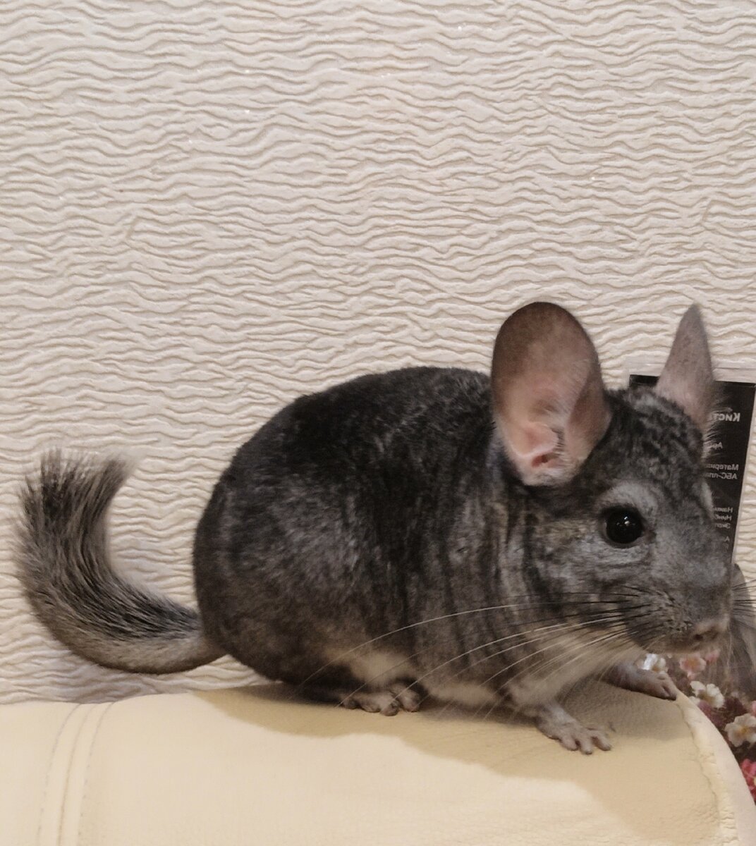 Листайте вправо для просмотра фото.  