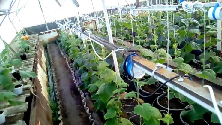 Обычно ради рассады огурцы высаживают в теплицу с начала января.