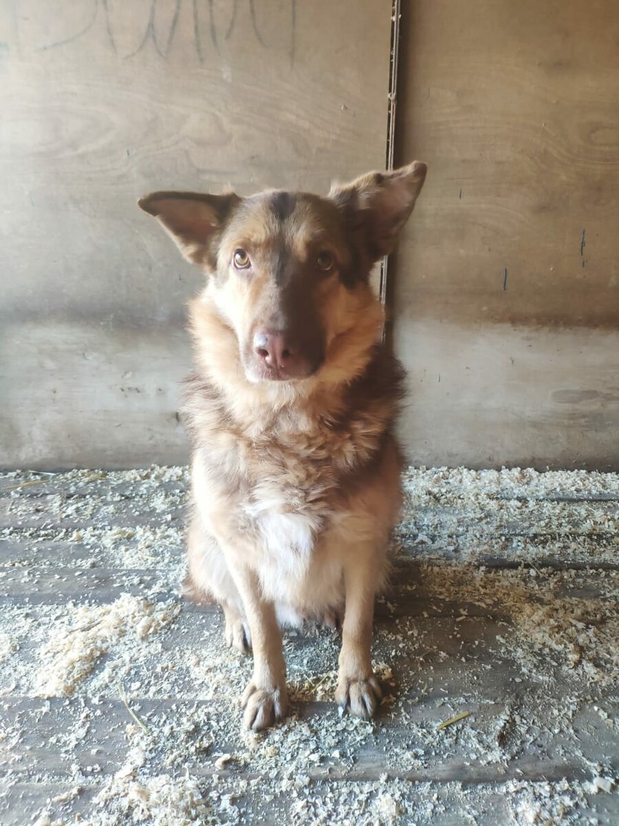 На фото развесил уши пёс Барни и он ищет дом. Телефон опекуна: 8-985-435-32-55