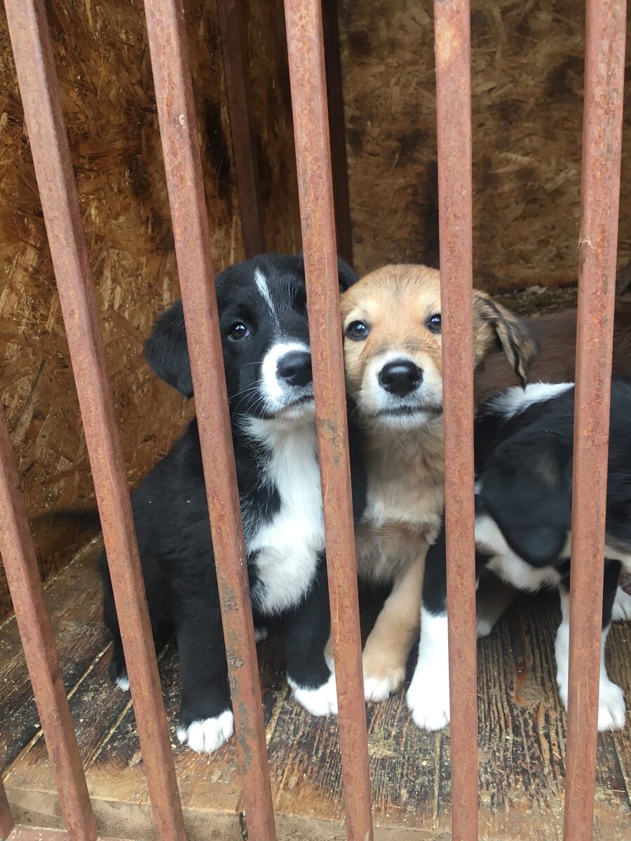 Фото: "Дорога Домой"