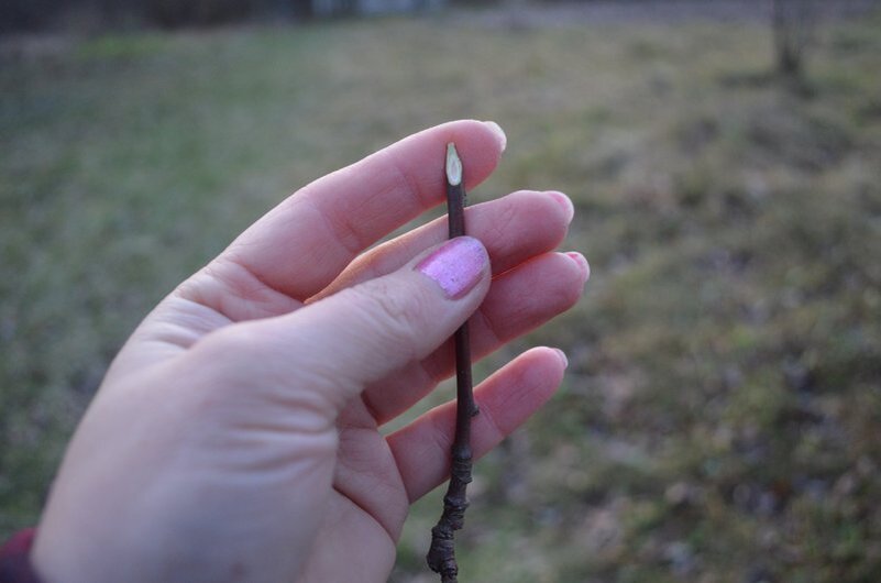 Черенок зачищается для прививки за кору.