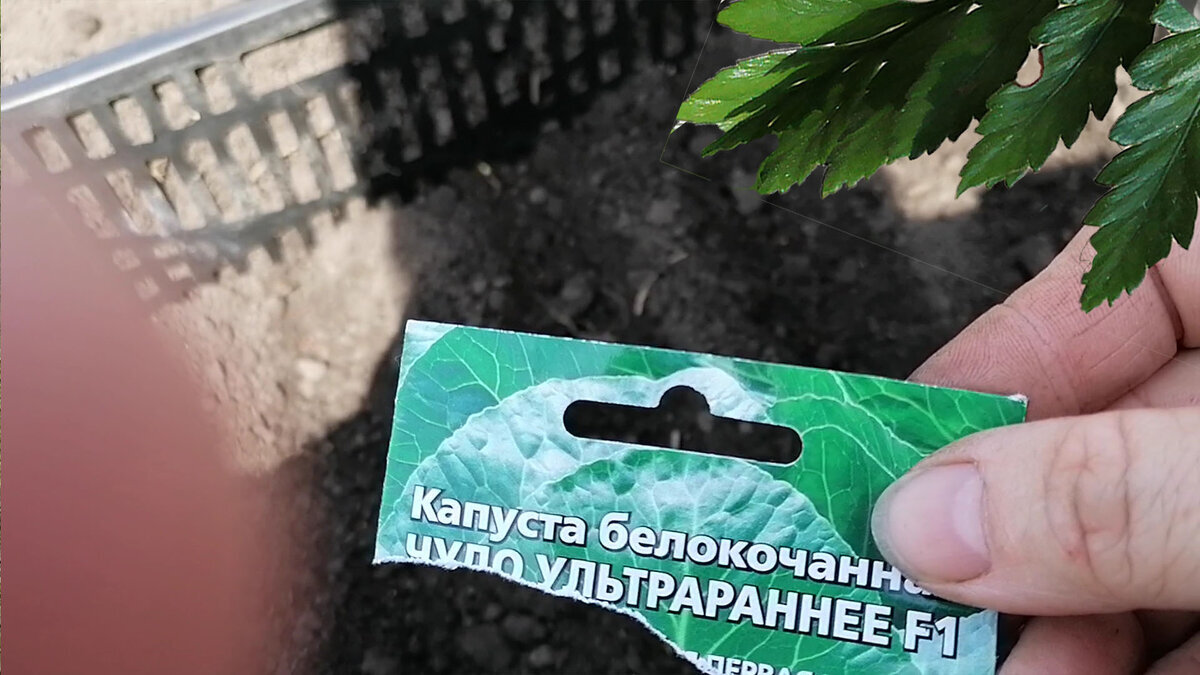Ультраранний сорт капусты "Чудо ультраранее"