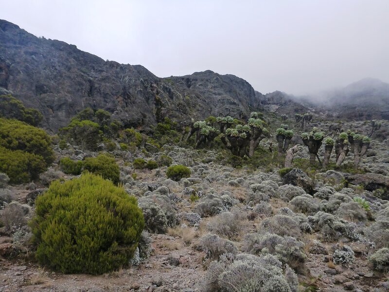 саванны австралии. таиланд саванны. жизнь татар в дикой природе. холодная африка.