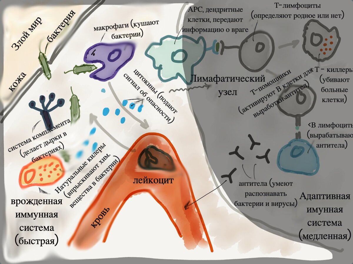 Создавал ли Бог болезни? | Ключи разумения. Апокалипсис | Дзен