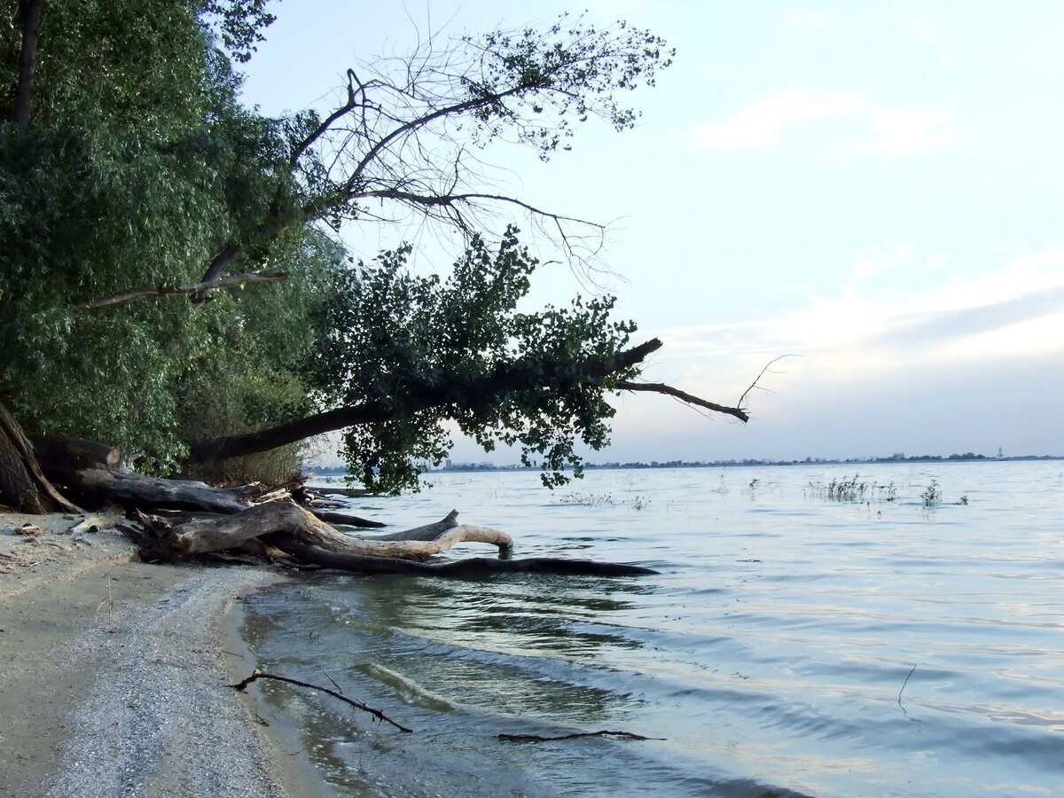 Сосны на берегу Цимлянского водохранилища