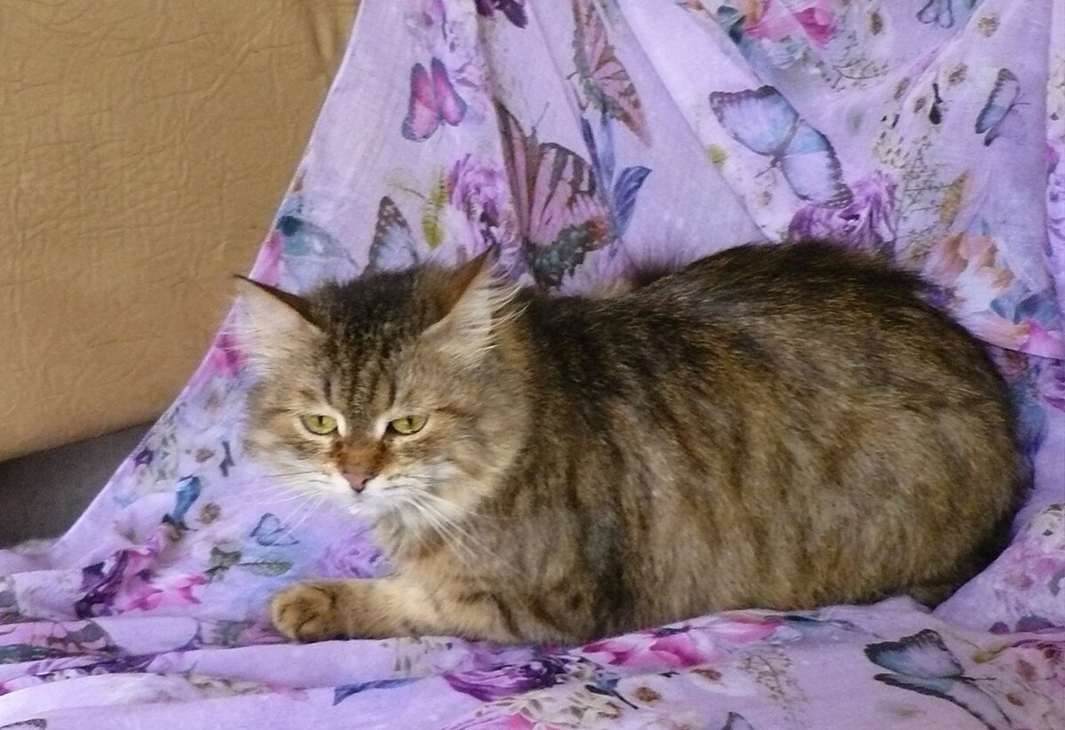 Философия кошачьей жизни