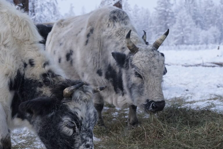 Фото: Семён Сивцев