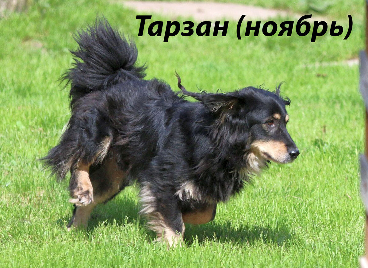 Листайте счастливые носы