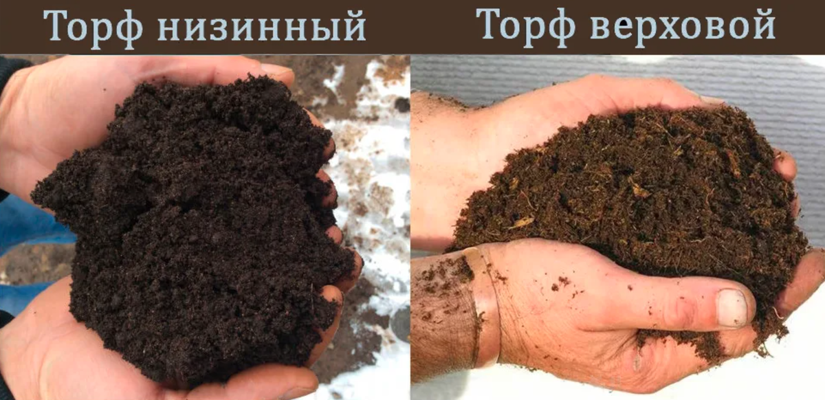 Торф торфяники. Торф. Верховой и Нижний торф. Верховой и низинный торф. Торф низинный.